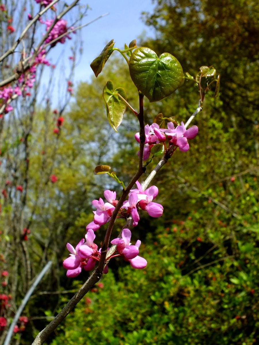 にわの花木