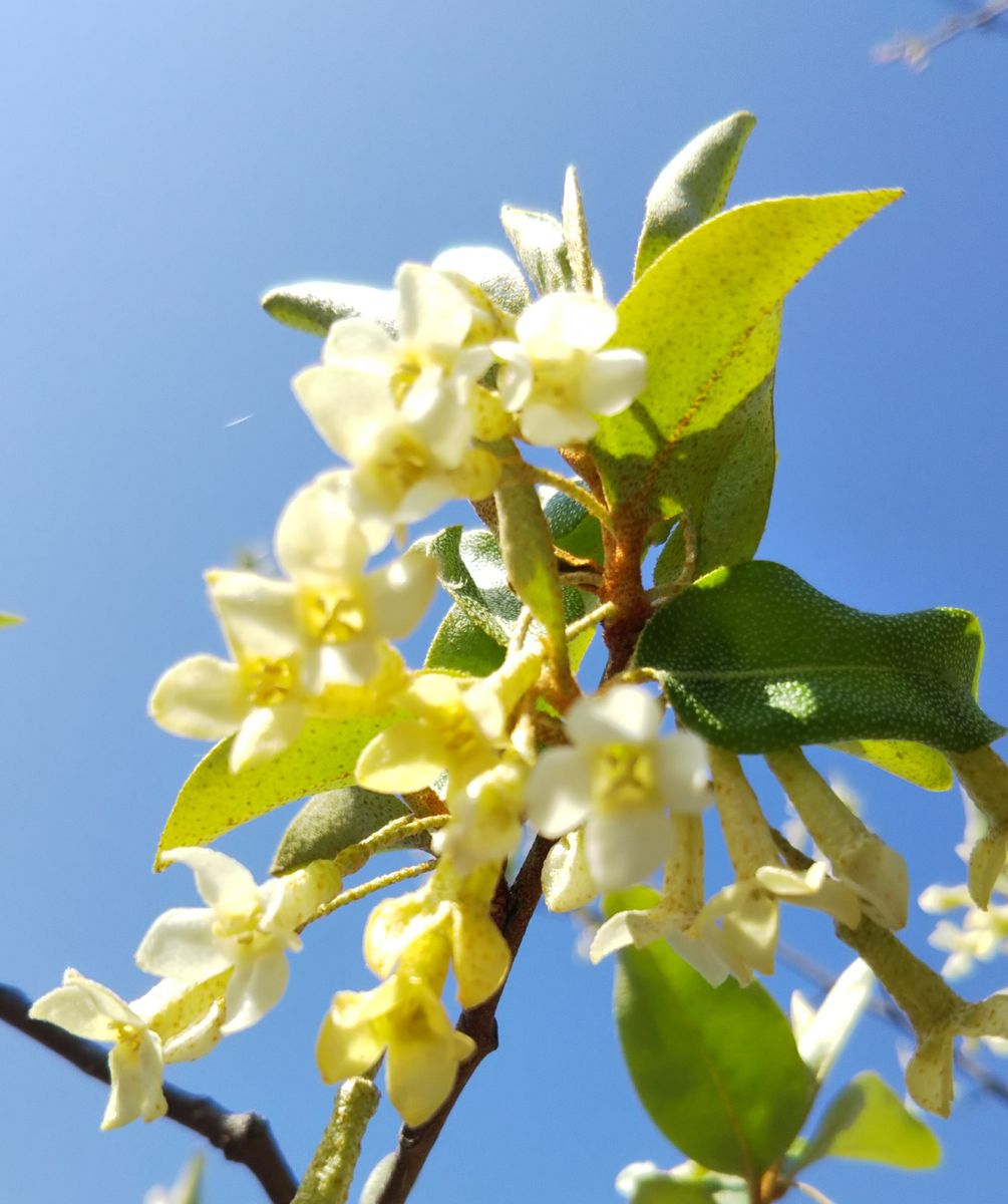 サクラはサクラでも🌸