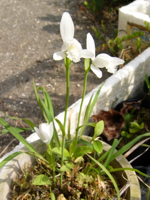 ラン科植物あれこれ