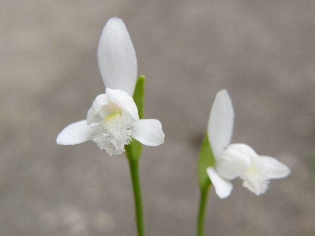 ラン科植物あれこれ