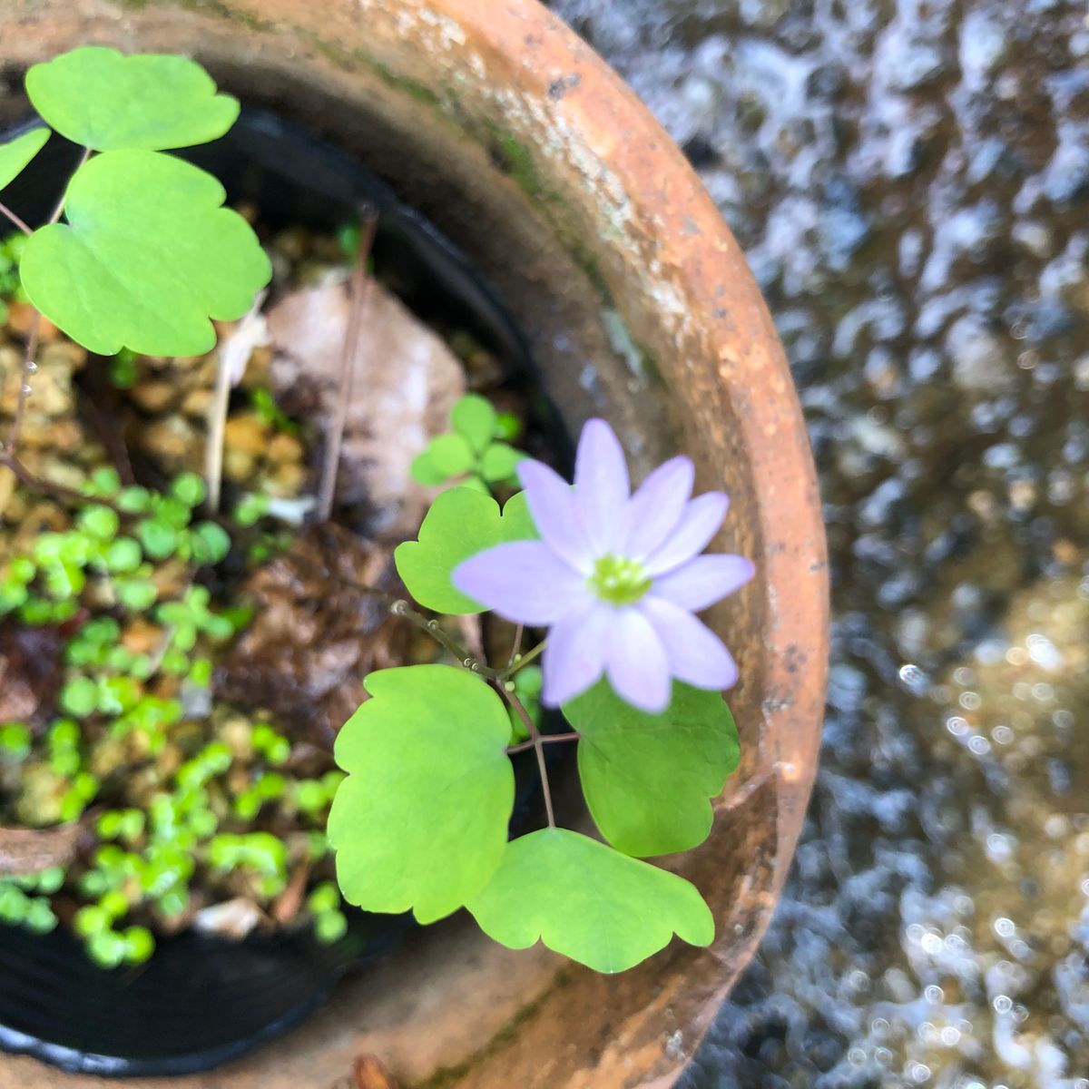 今日の山野草  1