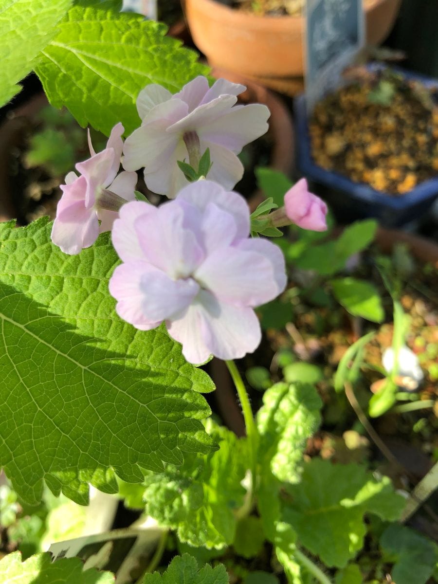 今日の山野草  1