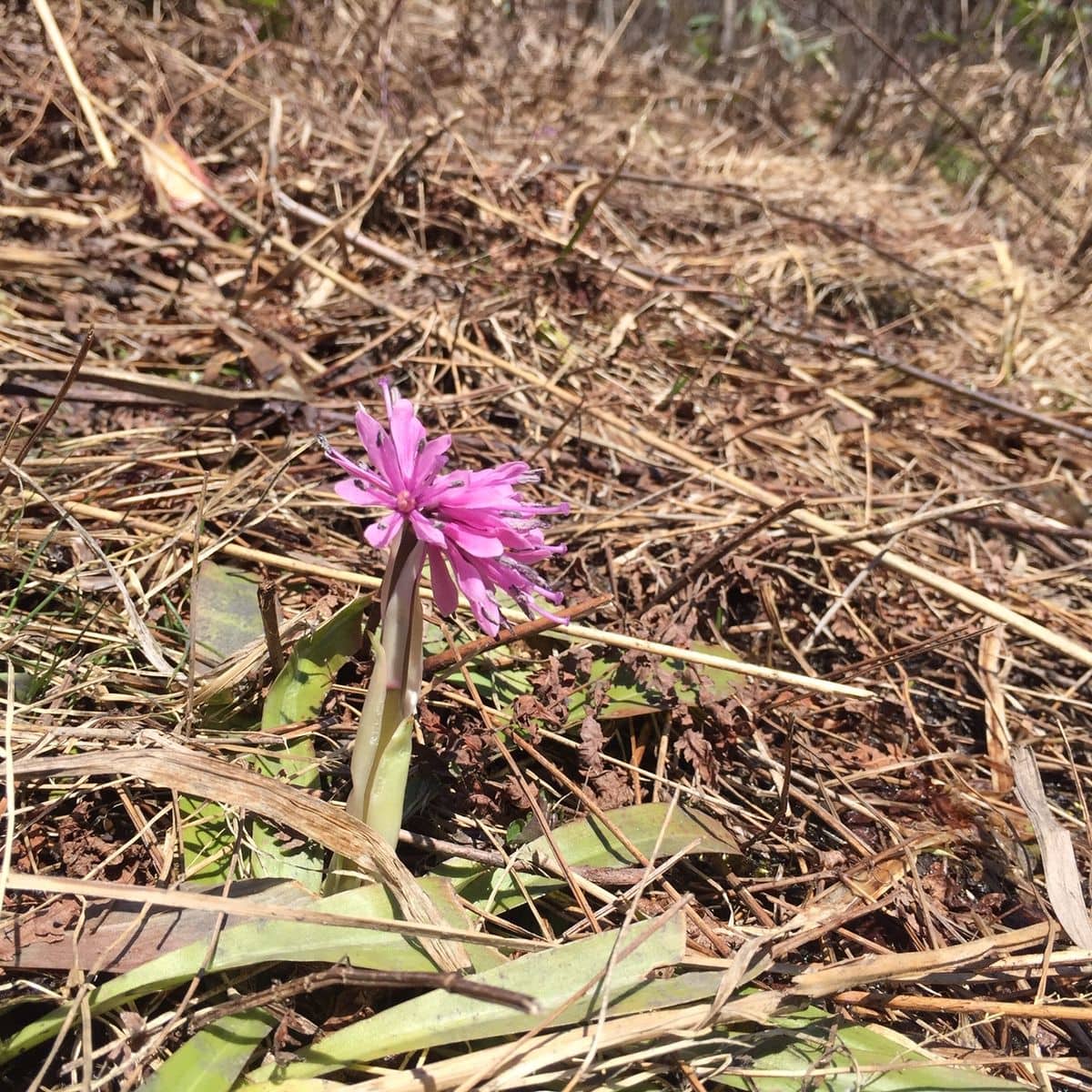 今の五竜の花②