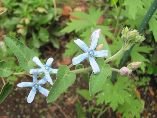 咲き始めの花