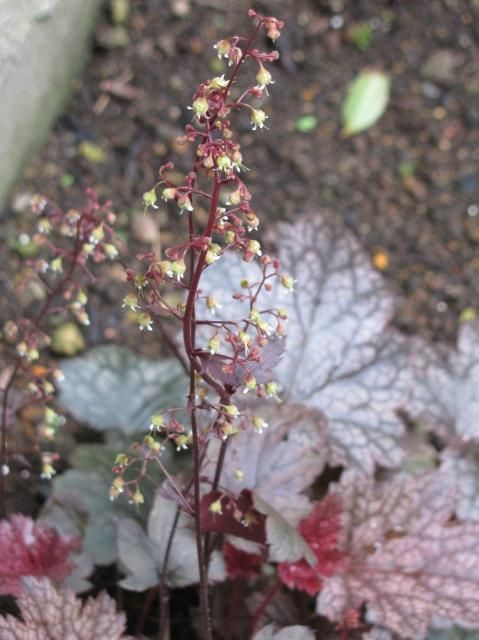 咲き始めの花