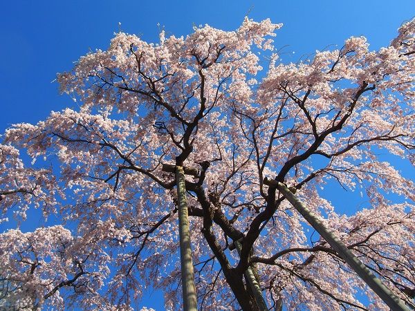 滝桜♪