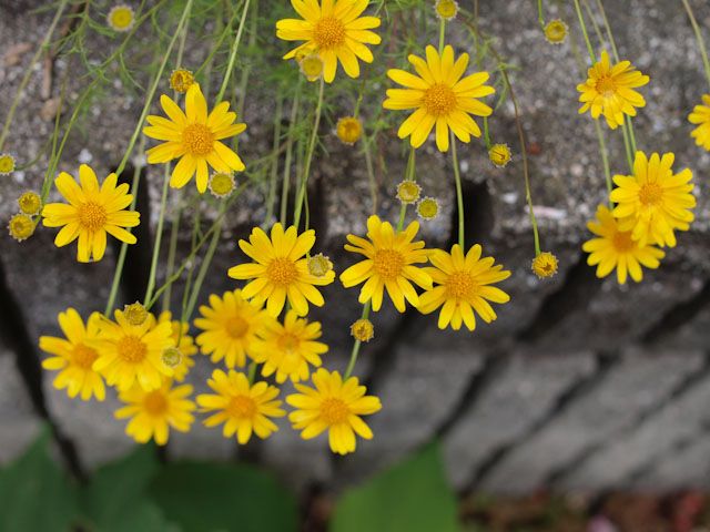 黄色の花