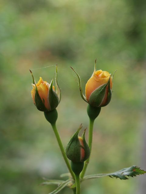 黄色の花