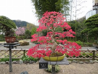 高尾駒木野庭園（東京都八王子市）