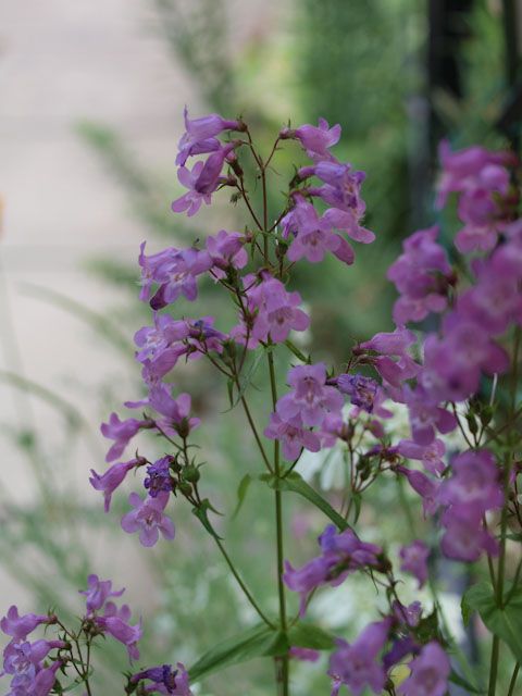 姿勢のいいお花