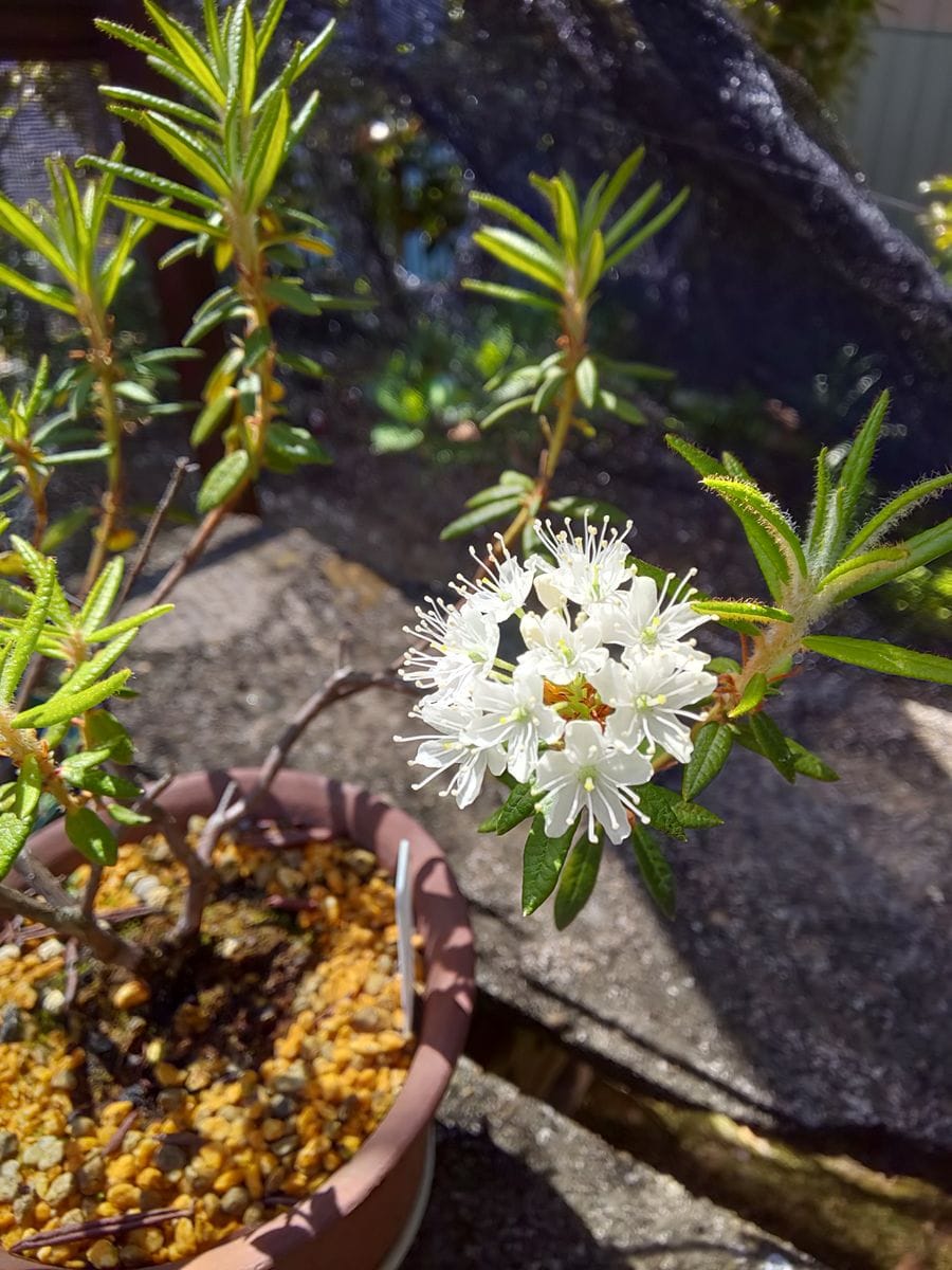 小さな白い花🌼