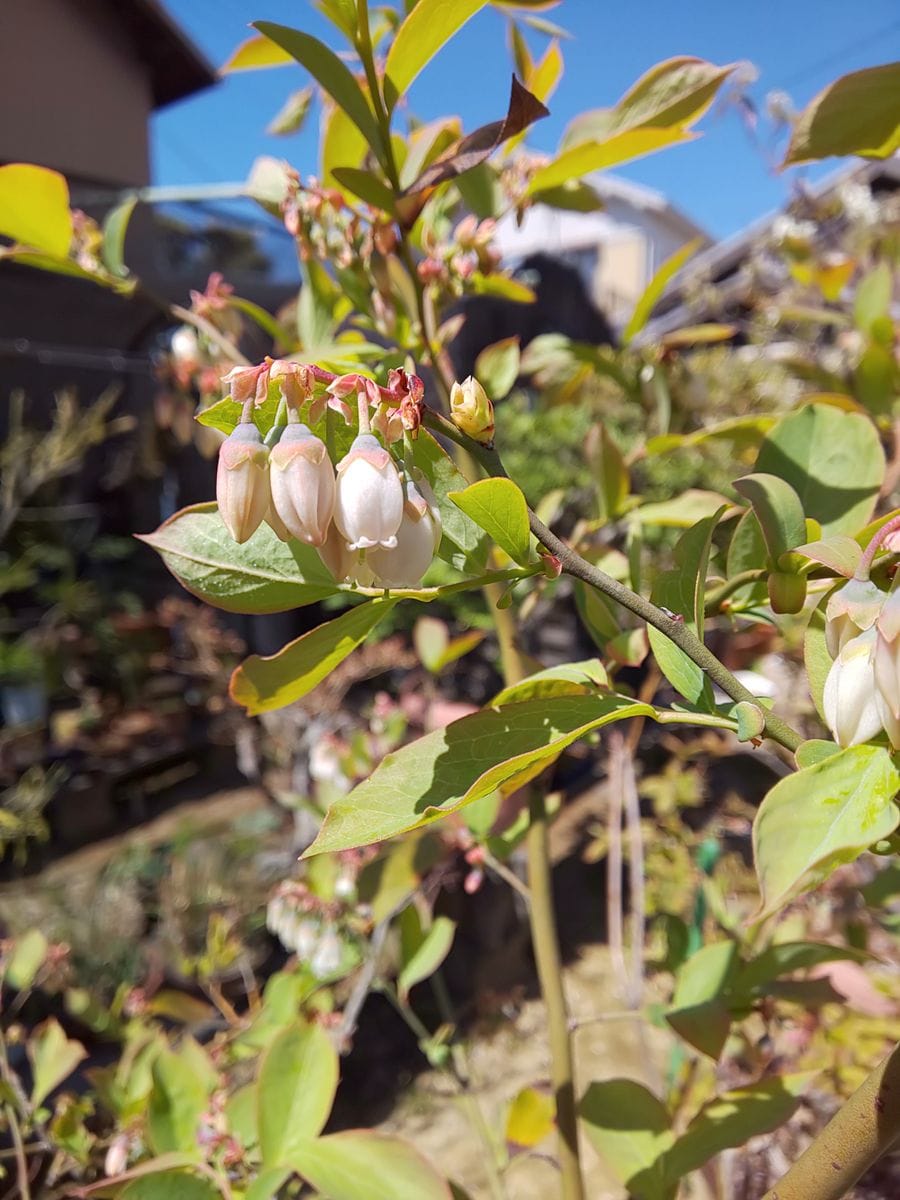 小さな白い花🌼