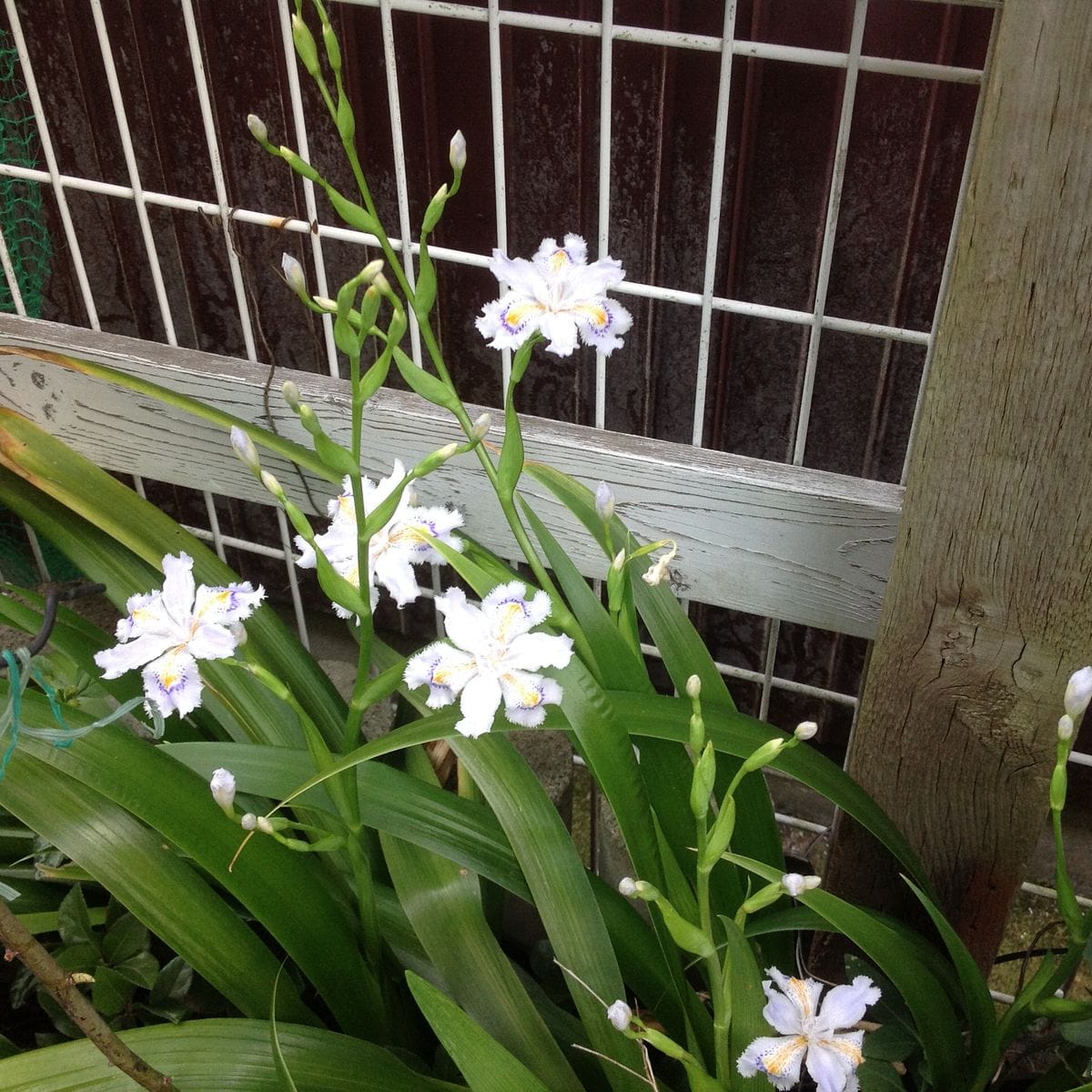 シャガ、ラミウムが開花しました。