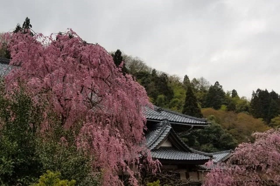 枝垂れ桜も満開に～！