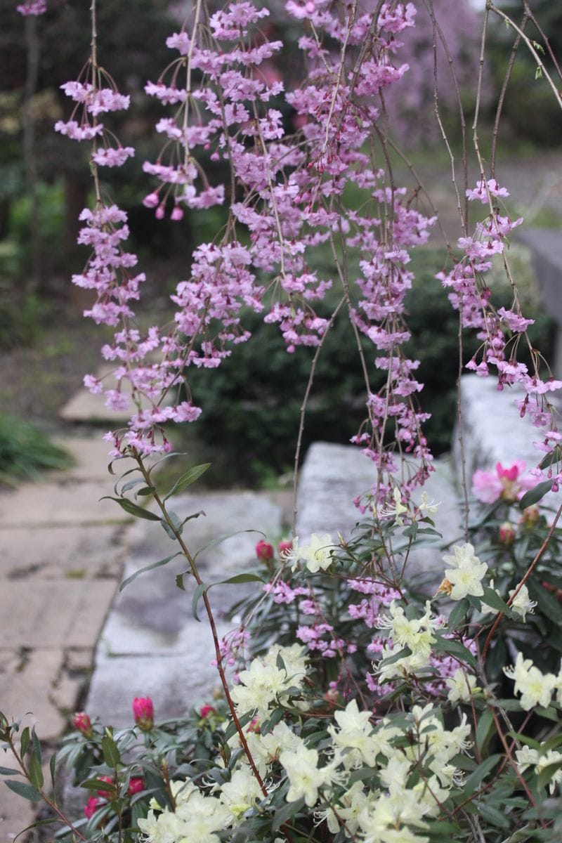 枝垂れ桜も満開に～！