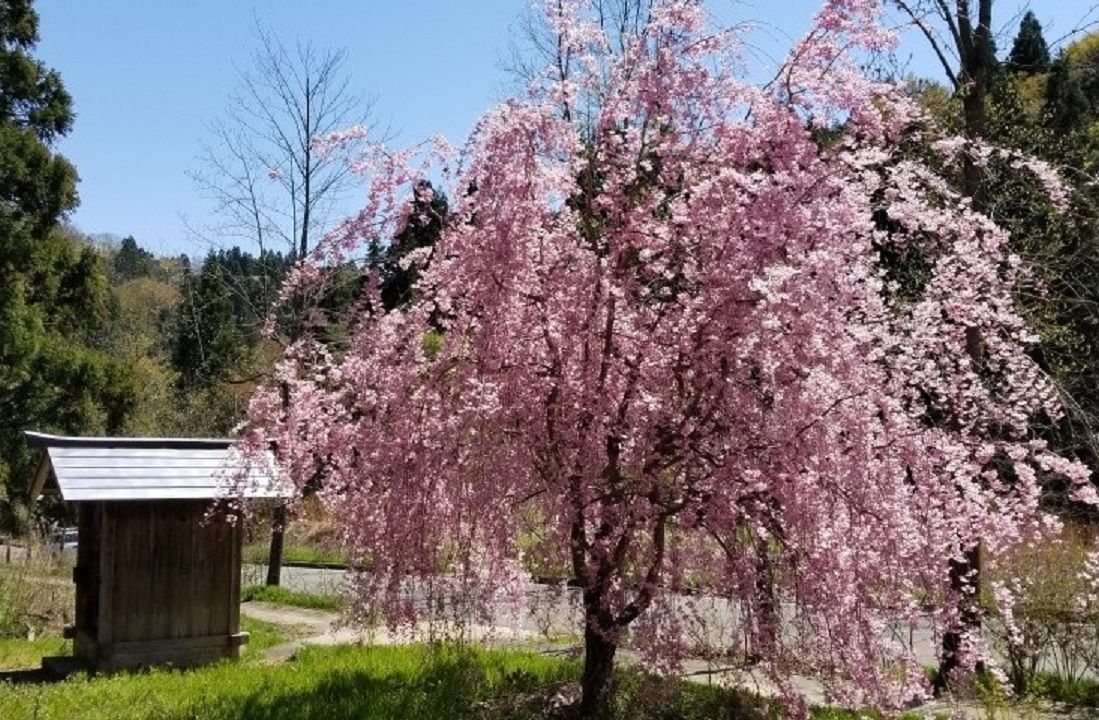 枝垂れ桜も満開に～！