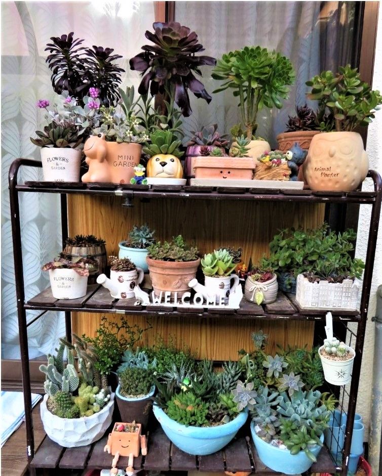 🌵多肉植物やサボテンの置き場🌵