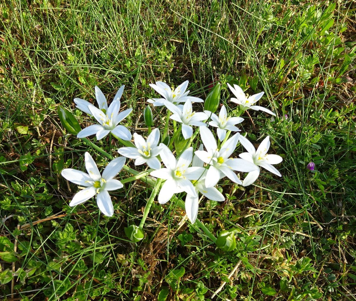 駆除すべきは