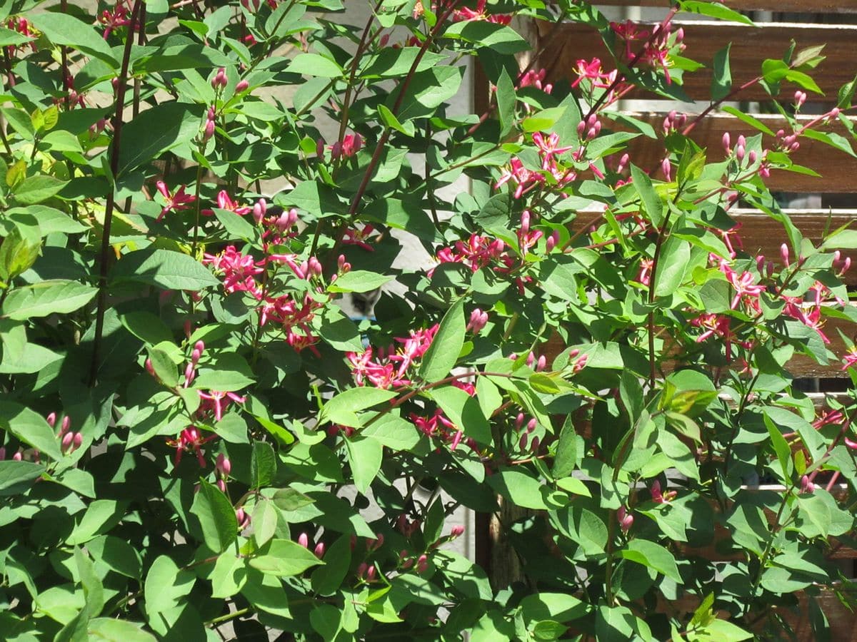 由愛(ゆめ)の花日記♪