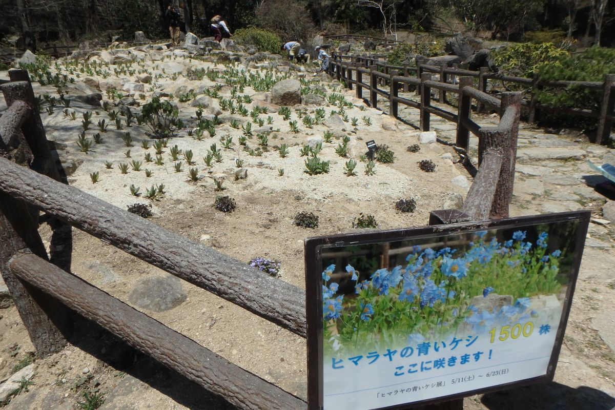 六甲高山植物園に行ってきました！