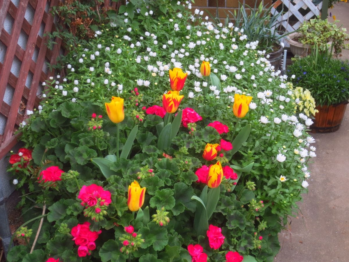 チューリップと他の花