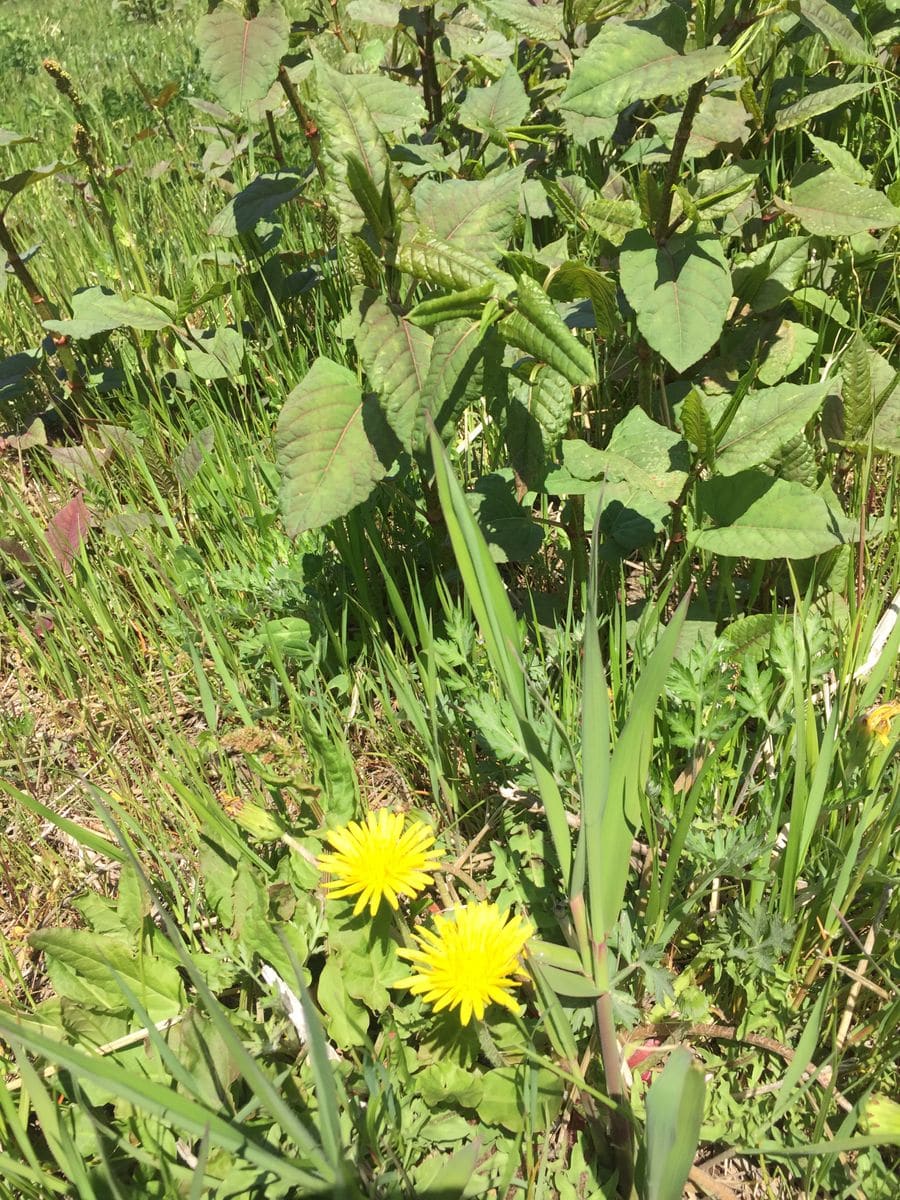 今年のホソオチョウ🦋