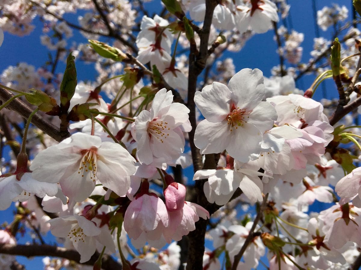 会社の桜、日和山公園の桜🌸