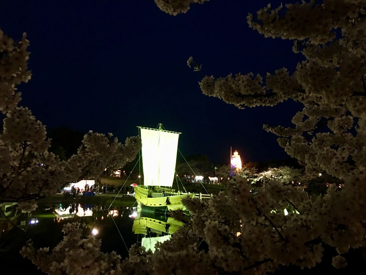 会社の桜、日和山公園の桜🌸