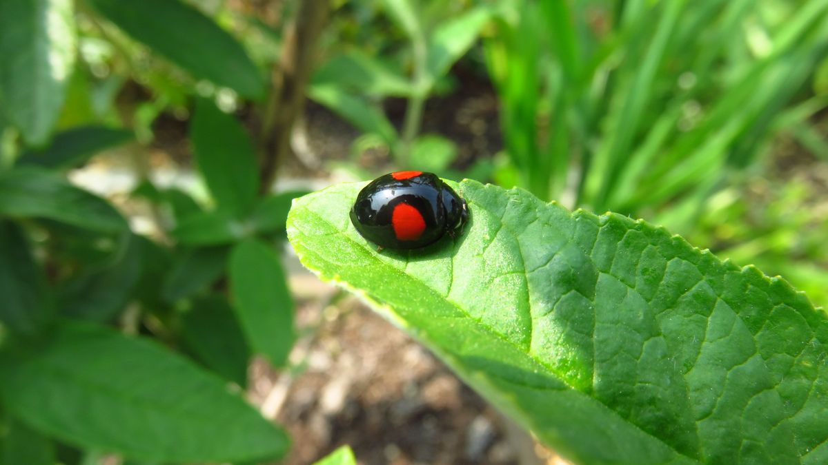 今日の害虫処理虫-ヒメアカホシテントウ