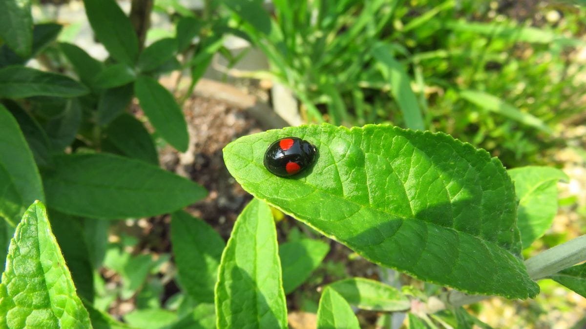 今日の害虫処理虫-ヒメアカホシテントウ