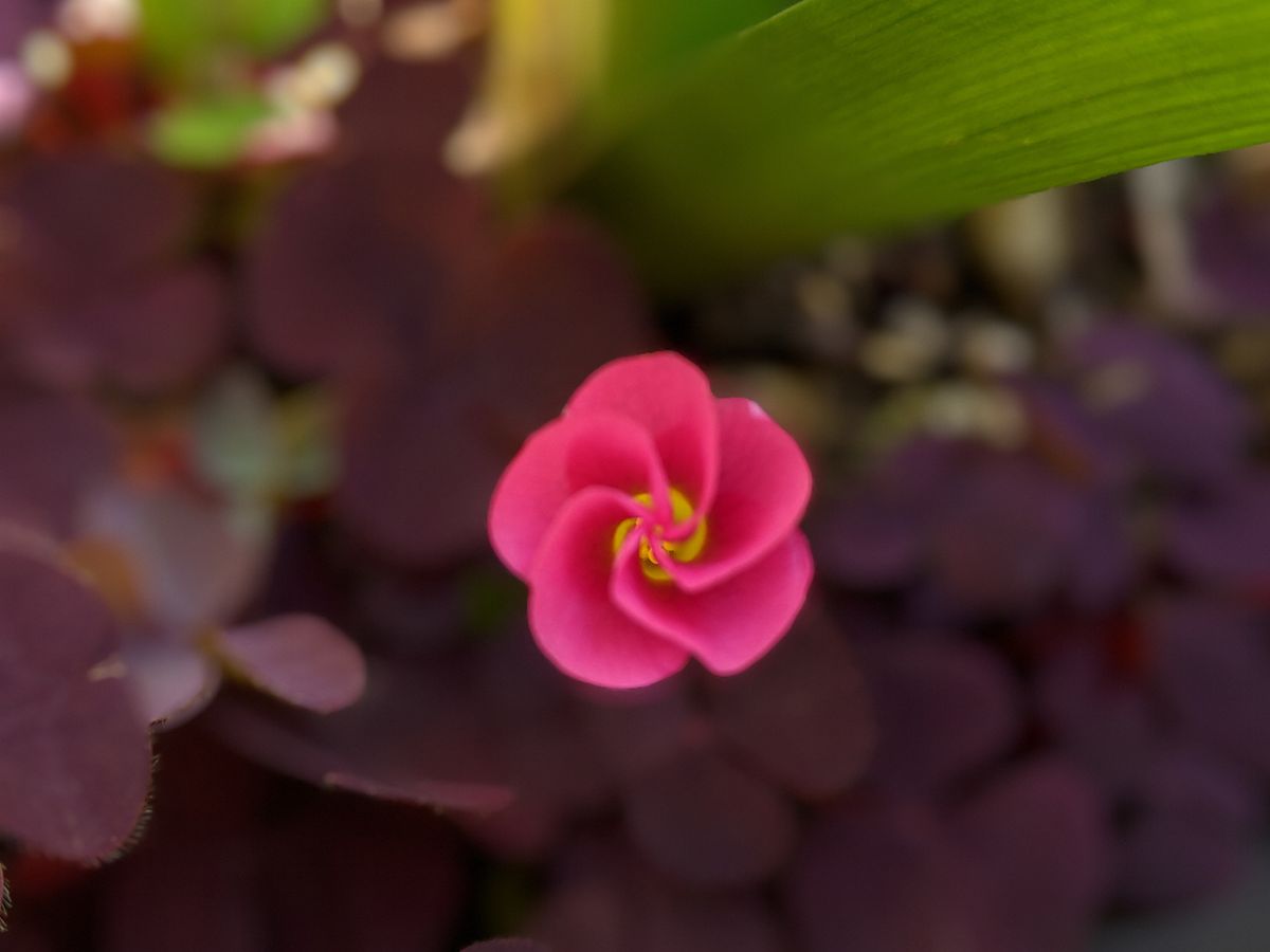 オキザリスとタイム♪ピンクのお花