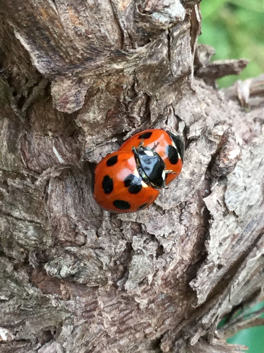 てんとう虫来た！