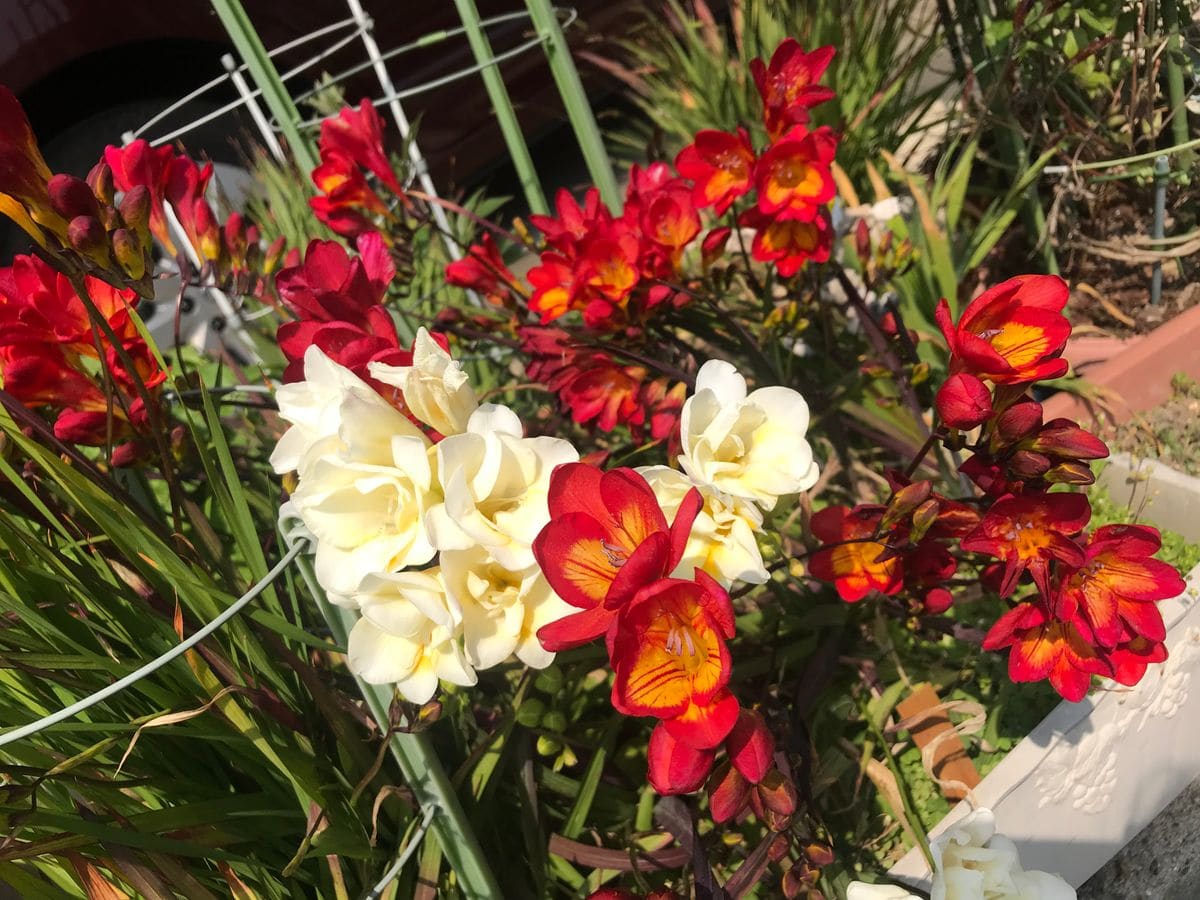 花芽にウキウキワクワクの毎日です〜〜