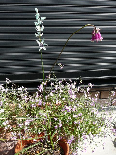  秋植え球根、すーっと伸びる系