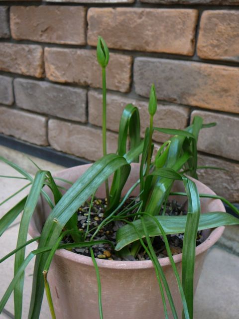  秋植え球根、すーっと伸びる系