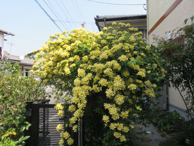 あっという間に満開に