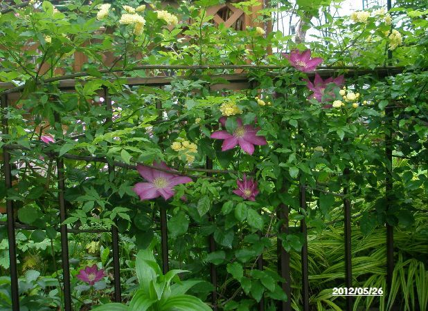 小さな花の寄せ植えとクレマチス