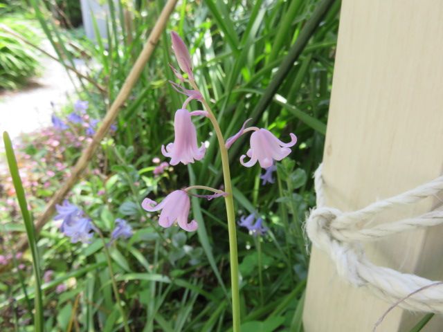 初夏の陽気に