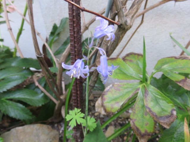 初夏の陽気に