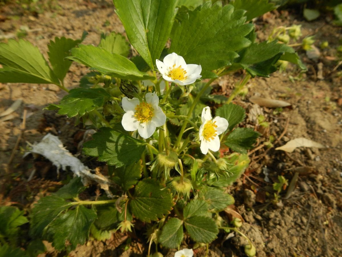 イチゴ🍓