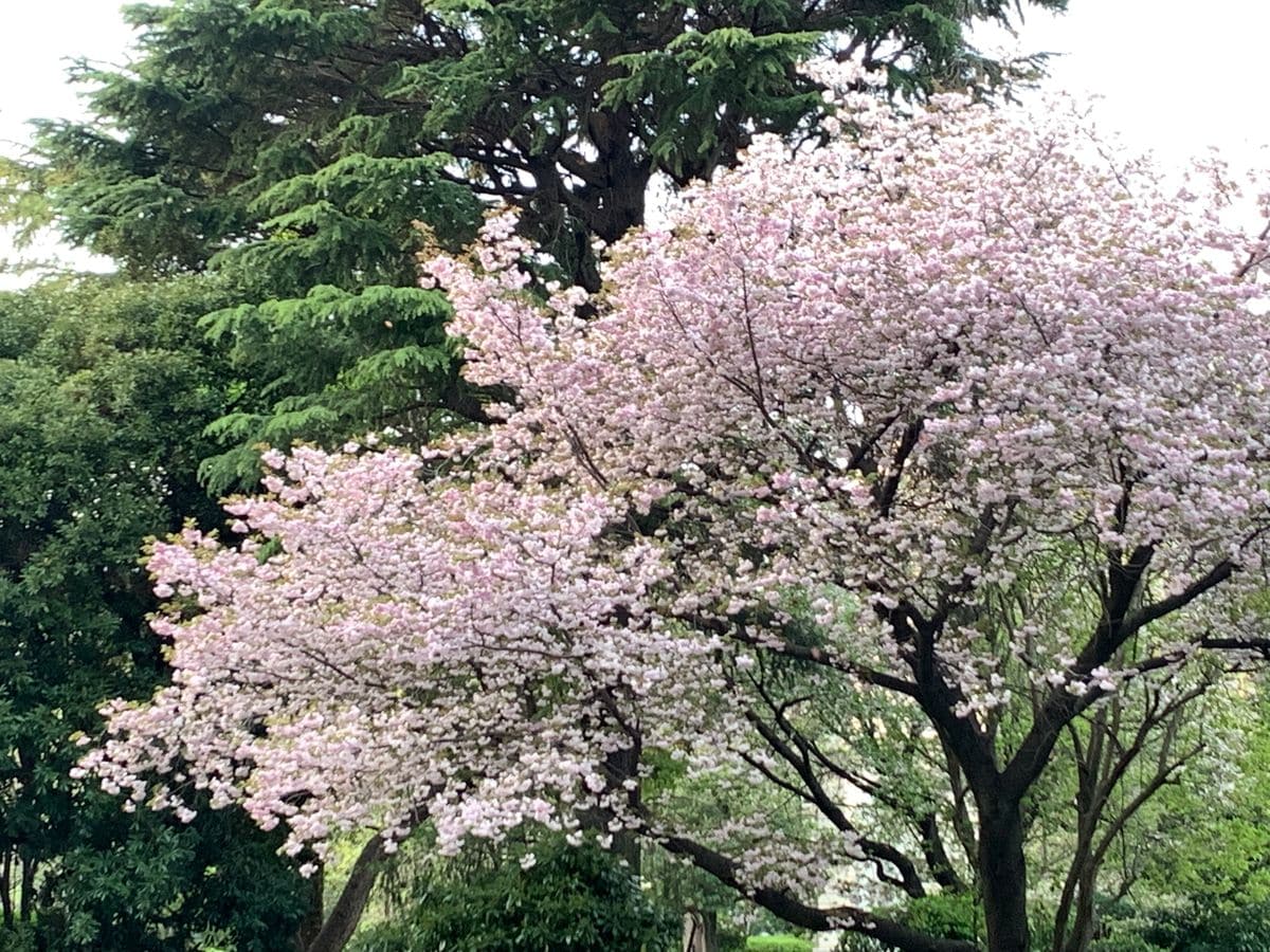 鉢植えの用土に大量の炭を混入されていた \ (• o •;) /