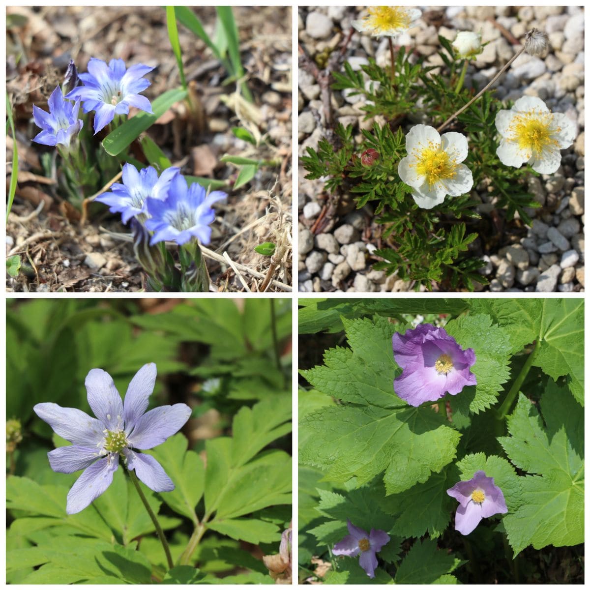 六甲高山植物園へ②