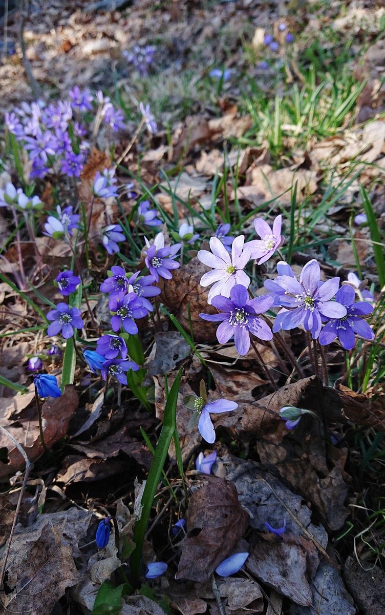 春恒例の青い花たち