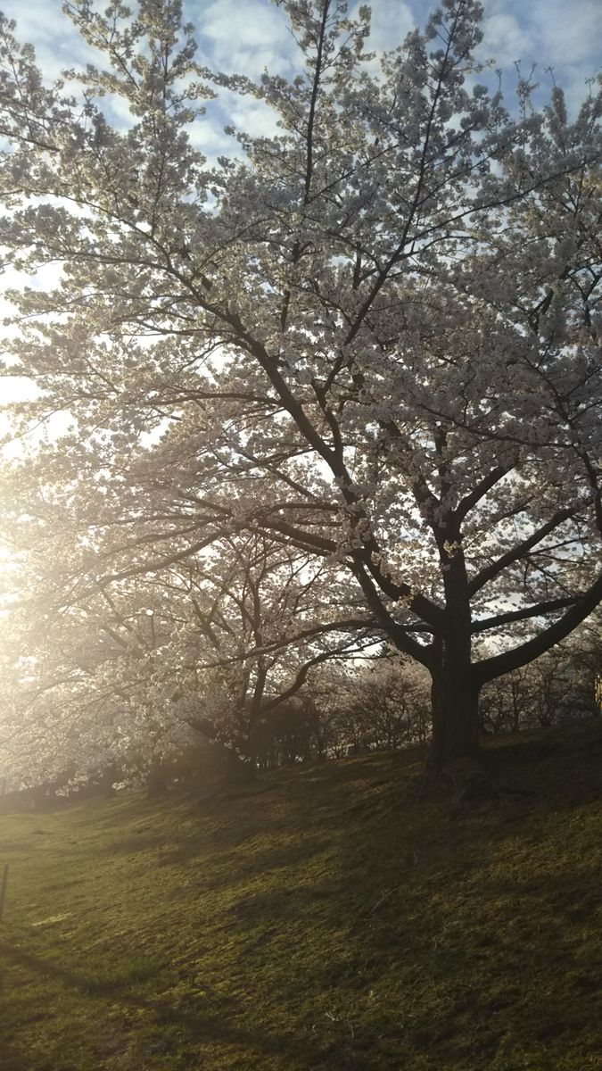 春うらら🌸✨