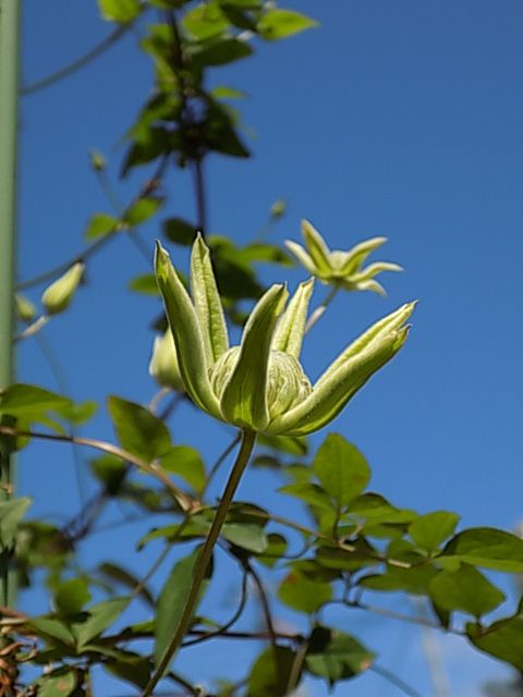 青空（54）白万重