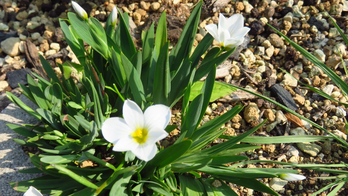 白花藍色姫庭石菖　咲始め～