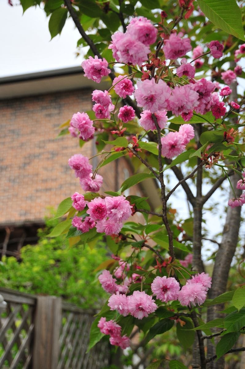 兼六園菊桜　開花