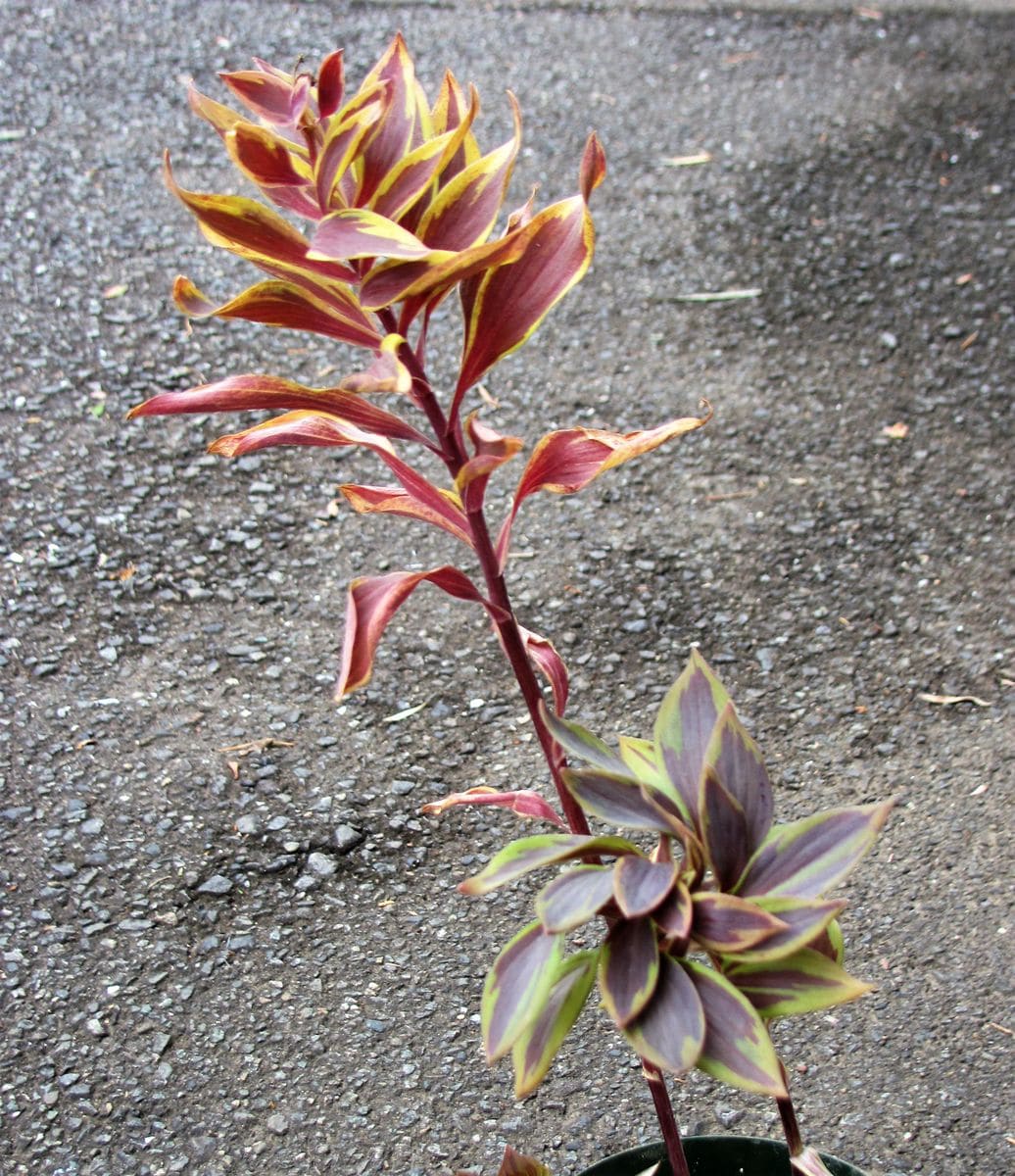 アルストロメリアの花