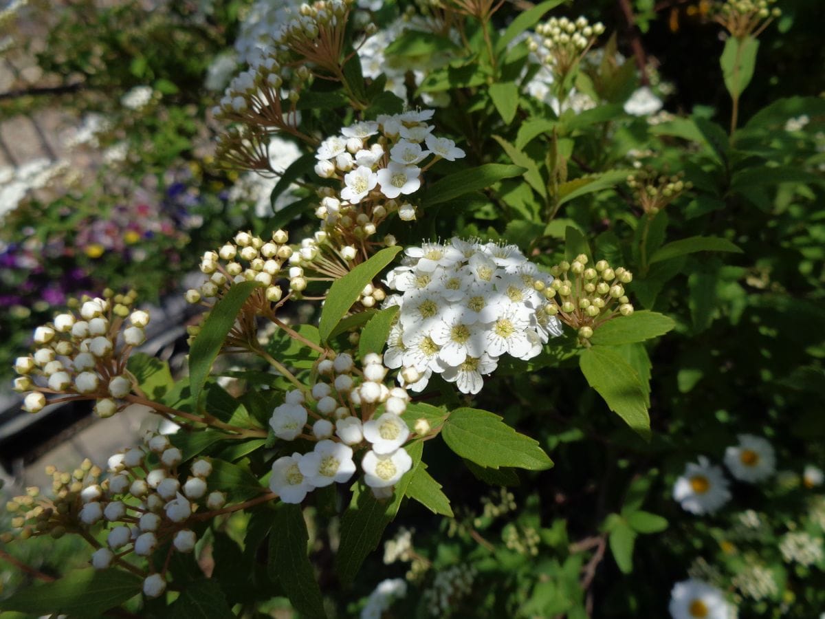 白いお花たち