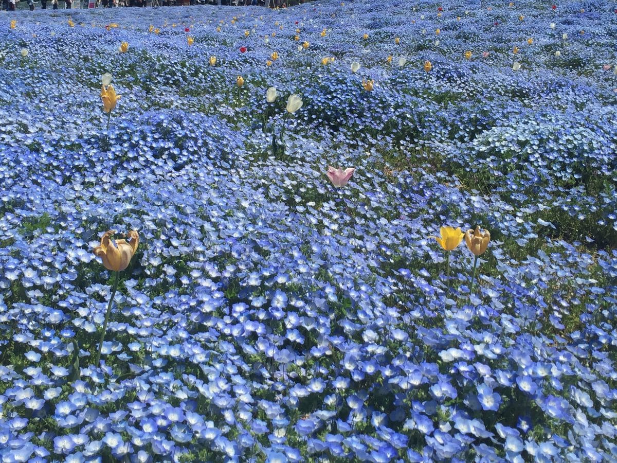 初夏の陽気